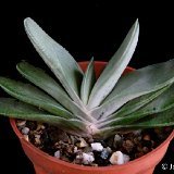 Gasteria 'Smockey' (cultivar)